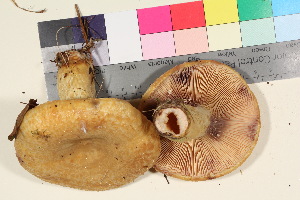  ( - TROM_F_26203)  @11 [ ] CreativeCommons - Attribution Non-Commercial Share-Alike (2016) Unspecified Troms&oslash; University Museum