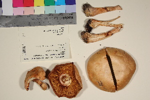 ( - TROM-F-26246)  @11 [ ] CreativeCommons - Attribution Non-Commercial Share-Alike (2017) Unspecified Tromsø University Museum