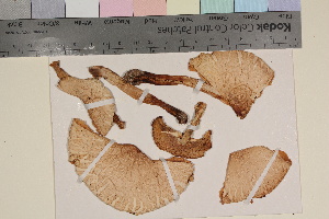  (Limacella guttata - TROM-F-33238)  @11 [ ] CreativeCommons - Attribution Non-Commercial Share-Alike (2018) Unspecified Tromsø University Museum