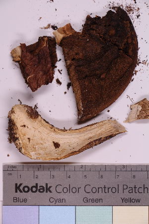  (Leccinum vulpinum - TROM_F_41114)  @11 [ ] CreativeCommons - Attribution Non-Commercial Share-Alike (2019) Unspecified Tromsø University Museum