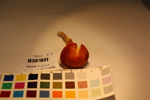  ( - TROM_F_17321)  @11 [ ] CreativeCommons - Attribution Non-Commercial Share-Alike (2017) Unspecified Tromsø University Museum