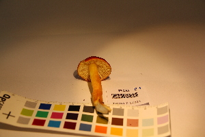  ( - TROM_F_17321)  @11 [ ] CreativeCommons - Attribution Non-Commercial Share-Alike (2017) Unspecified Tromsø University Museum