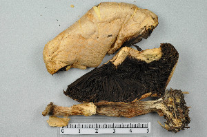  ( - VM-Bas006)  @11 [ ] Creative Commons  Attribution Non-Commercial Share-Alike (2016) NTNU University Museum, Department of Natural History NTNU University Museum, Department of Natural History