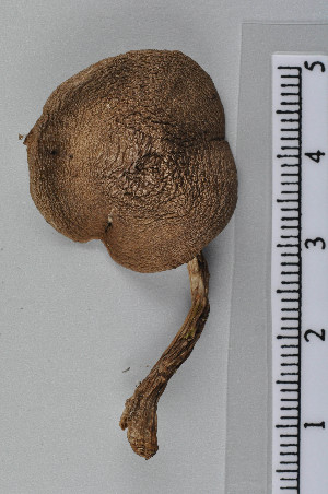  ( - VM-Bas067)  @11 [ ] Creative Commons  Attribution Non-Commercial Share-Alike (2016) NTNU University Museum, Department of Natural History NTNU University Museum, Department of Natural History