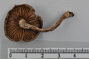  ( - VM-Bas067)  @11 [ ] Creative Commons  Attribution Non-Commercial Share-Alike (2016) NTNU University Museum, Department of Natural History NTNU University Museum, Department of Natural History