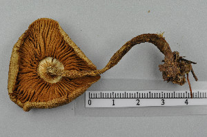  (Cortinarius phrygianus - VM-Bas072)  @11 [ ] Creative Commons  Attribution Non-Commercial Share-Alike (2016) NTNU University Museum, Department of Natural History NTNU University Museum, Department of Natural History