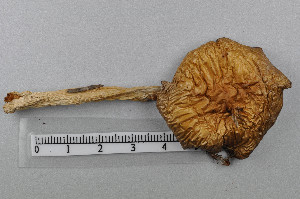  (Cortinarius delibutus - VM-Bas081)  @11 [ ] Creative Commons  Attribution Non-Commercial Share-Alike (2016) NTNU University Museum, Department of Natural History NTNU University Museum, Department of Natural History