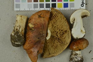  (Cortinarius napus - NHMO-DFL-978)  @11 [ ] CreativeCommons - Attribution Non-Commercial Share-Alike (2015) Unspecified University of Oslo
