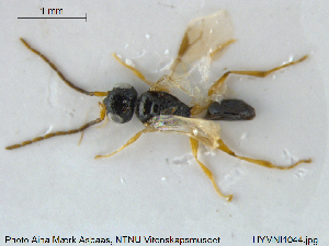  ( - HYMNI1044)  @11 [ ] CreativeCommons - Attribution Non-Commercial Share-Alike (2015) NTNU University Museum, Department of Natural History NTNU University Museum, Department of Natural History