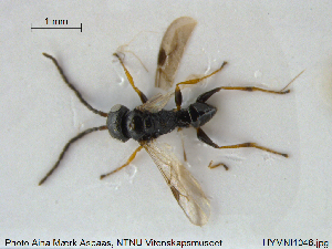  ( - HYMNI1046)  @13 [ ] CreativeCommons - Attribution Non-Commercial Share-Alike (2015) NTNU University Museum, Department of Natural History NTNU University Museum, Department of Natural History
