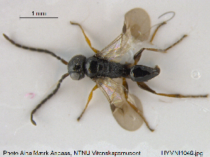  ( - HYMNI1048)  @14 [ ] CreativeCommons - Attribution Non-Commercial Share-Alike (2015) NTNU University Museum, Department of Natural History NTNU University Museum, Department of Natural History