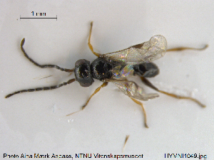  ( - HYMNI1049)  @13 [ ] CreativeCommons - Attribution Non-Commercial Share-Alike (2015) NTNU University Museum, Department of Natural History NTNU University Museum, Department of Natural History