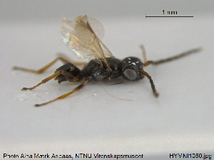  ( - HYMNI1050)  @13 [ ] CreativeCommons - Attribution Non-Commercial Share-Alike (2015) NTNU University Museum, Department of Natural History NTNU University Museum, Department of Natural History
