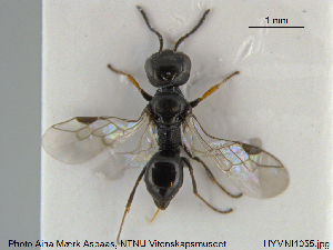  ( - HYMNI1055)  @13 [ ] CreativeCommons - Attribution Non-Commercial Share-Alike (2015) NTNU University Museum, Department of Natural History NTNU University Museum, Department of Natural History