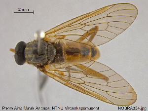  ( - NOBRA324)  @11 [ ] CreativeCommons - Attribution Non-Commercial Share-Alike (2015) NTNU University Museum, Department of Natural History NTNU University Museum, Department of Natural History