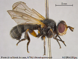  (Thecophora atra - NOBRA325)  @15 [ ] CreativeCommons - Attribution Non-Commercial Share-Alike (2015) NTNU University Museum, Department of Natural History NTNU University Museum, Department of Natural History