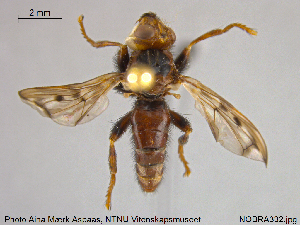  ( - NOBRA332)  @12 [ ] CreativeCommons - Attribution Non-Commercial Share-Alike (2015) NTNU University Museum, Department of Natural History NTNU University Museum, Department of Natural History