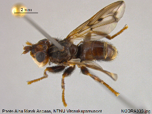  ( - NOBRA333)  @11 [ ] CreativeCommons - Attribution Non-Commercial Share-Alike (2015) NTNU University Museum, Department of Natural History NTNU University Museum, Department of Natural History