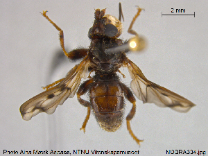  ( - NOBRA334)  @11 [ ] CreativeCommons - Attribution Non-Commercial Share-Alike (2015) NTNU University Museum, Department of Natural History NTNU University Museum, Department of Natural History