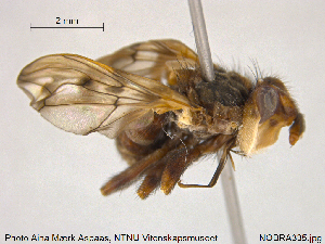  ( - NOBRA335)  @11 [ ] CreativeCommons - Attribution Non-Commercial Share-Alike (2015) NTNU University Museum, Department of Natural History NTNU University Museum, Department of Natural History