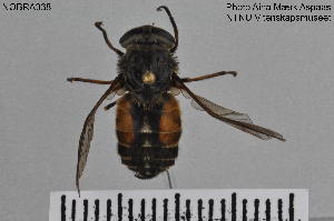  ( - NOBRA338)  @11 [ ] CreativeCommons - Attribution Non-Commercial Share-Alike (2015) NTNU University Museum, Department of Natural History NTNU University Museum, Department of Natural History