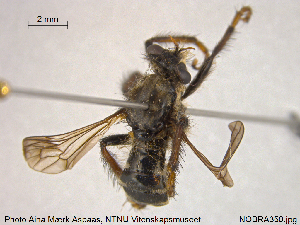  (Cyrtopogon luteicornis - NOBRA350)  @12 [ ] CreativeCommons - Attribution Non-Commercial Share-Alike (2015) NTNU University Museum, Department of Natural History NTNU University Museum, Department of Natural History