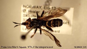 ( - NOBRA 009)  @13 [ ] CreativeCommons - Attribution Non-Commercial Share-Alike (2015) NTNU University Museum, Department of Natural History NTNU University Museum, Department of Natural History