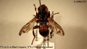  (Myopa buccata - NOBRA 015)  @14 [ ] CreativeCommons - Attribution Non-Commercial Share-Alike (2015) NTNU University Museum, Department of Natural History NTNU University Museum, Department of Natural History