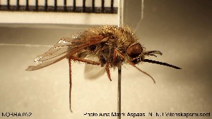  (Bombylius minor - NOBRA 052)  @14 [ ] CreativeCommons - Attribution Non-Commercial Share-Alike (2015) NTNU University Museum, Department of Natural History NTNU University Museum, Department of Natural History