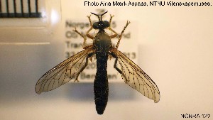  (Dioctria rufipes - NOBRA 122)  @14 [ ] CreativeCommons - Attribution Non-Commercial Share-Alike (2015) NTNU University Museum, Department of Natural History NTNU University Museum, Department of Natural History