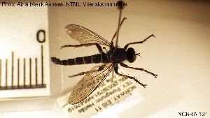  ( - NOBRA 131)  @11 [ ] CreativeCommons - Attribution Non-Commercial Share-Alike (2015) NTNU University Museum, Department of Natural History NTNU University Museum, Department of Natural History