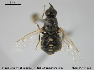  ( - NOBRA 191)  @14 [ ] CreativeCommons - Attribution Non-Commercial Share-Alike (2015) NTNU University Museum, Department of Natural History NTNU University Museum, Department of Natural History