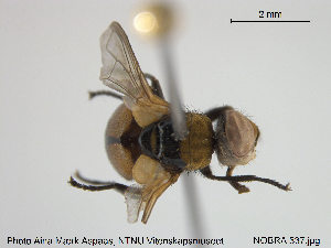  ( - NOBRA 337)  @12 [ ] CreativeCommons - Attribution Non-Commercial Share-Alike (2015) NTNU University Museum, Department of Natural History NTNU University Museum, Department of Natural History