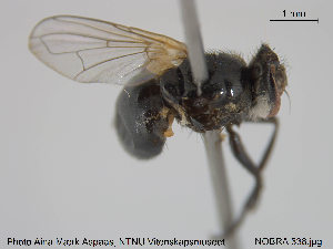  ( - NOBRA 338)  @13 [ ] CreativeCommons - Attribution Non-Commercial Share-Alike (2015) NTNU University Museum, Department of Natural History NTNU University Museum, Department of Natural History