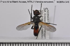  ( - NOBRA 346)  @11 [ ] CreativeCommons - Attribution Non-Commercial Share-Alike (2015) NTNU University Museum, Department of Natural History NTNU University Museum, Department of Natural History