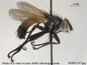  ( - NOBRA 347)  @11 [ ] CreativeCommons - Attribution Non-Commercial Share-Alike (2015) NTNU University Museum, Department of Natural History NTNU University Museum, Department of Natural History
