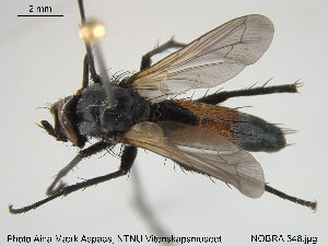  ( - NOBRA 348)  @11 [ ] CreativeCommons - Attribution Non-Commercial Share-Alike (2015) NTNU University Museum, Department of Natural History NTNU University Museum, Department of Natural History