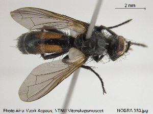  ( - NOBRA 353)  @13 [ ] CreativeCommons - Attribution Non-Commercial Share-Alike (2015) NTNU University Museum, Department of Natural History NTNU University Museum, Department of Natural History