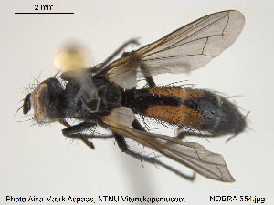 ( - NOBRA 354)  @13 [ ] CreativeCommons - Attribution Non-Commercial Share-Alike (2015) NTNU University Museum, Department of Natural History NTNU University Museum, Department of Natural History