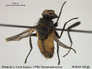  ( - NOBRA 355)  @14 [ ] CreativeCommons - Attribution Non-Commercial Share-Alike (2015) NTNU University Museum, Department of Natural History NTNU University Museum, Department of Natural History