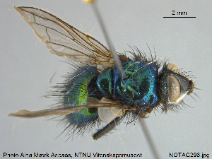  ( - NOTAC296)  @11 [ ] CreativeCommons - Attribution Non-Commercial Share-Alike (2015) NTNU University Museum, Department of Natural History NTNU University Museum, Department of Natural History