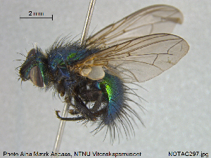  ( - NOTAC297)  @13 [ ] CreativeCommons - Attribution Non-Commercial Share-Alike (2015) NTNU University Museum, Department of Natural History NTNU University Museum, Department of Natural History