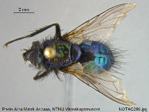  ( - NOTAC298)  @11 [ ] CreativeCommons - Attribution Non-Commercial Share-Alike (2015) NTNU University Museum, Department of Natural History NTNU University Museum, Department of Natural History
