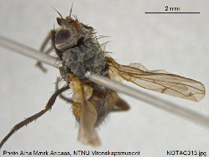  ( - NOTAC313)  @11 [ ] CreativeCommons - Attribution Non-Commercial Share-Alike (2015) NTNU University Museum, Department of Natural History NTNU University Museum, Department of Natural History