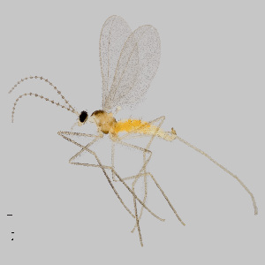  (Asynapta strobi - NHMO-ENT-548226)  @11 [ ] by-sa (2021) Hallvard Elven University of Oslo, Natural History Museum