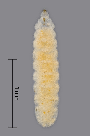  (Lathyromyza abruptis - NHMO-ENT-548037)  @11 [ ] by-sa (2021) Hallvard Elven University of Oslo, Natural History Museum