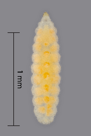  (Dasineura fraxini - NHMO-ENT-548053)  @11 [ ] by-sa (2021) Hallvard Elven University of Oslo, Natural History Museum