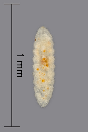  ( - NHMO-ENT-548055)  @11 [ ] by-sa (2021) Hallvard Elven University of Oslo, Natural History Museum