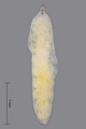  (Dasineura chrysanthemi - NHMO-ENT-548067)  @11 [ ] by-sa (2021) Hallvard Elven University of Oslo, Natural History Museum