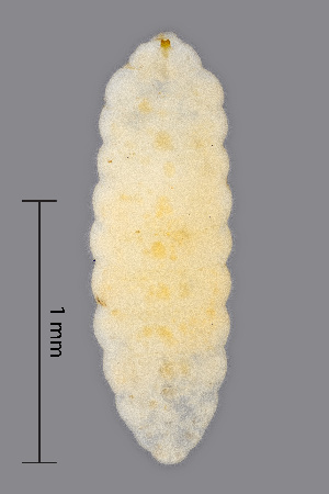  ( - NHMO-ENT-548084)  @11 [ ] by-sa (2021) Hallvard Elven University of Oslo, Natural History Museum